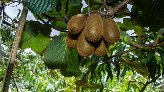 Η Ιταλία και η Ελλάδα θα παράγουν τον ίδιο όγκο ακτινιδίων