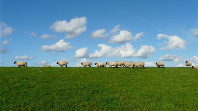Κτηνοτρόφοι στο περιθώριο; Βουλευτές της Νέας Αριστεράς καταγγέλλουν ελλείψεις στη στήριξη