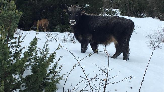 Συνδεδεμενες βοειδών: Ποιους στηρίζουν τελικά;