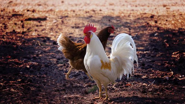 Farmers urged to be on alert for highly pathogenic form of bird flu