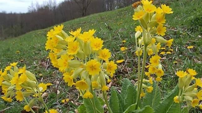 Καστοριά: Αλβανοί κυνηγούν το «λουλούδι του Δαρβίνου» 