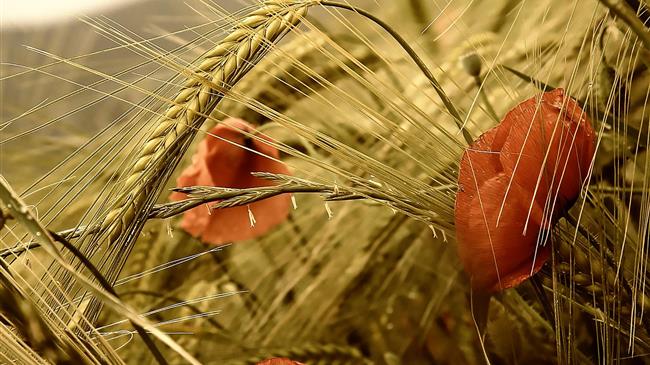 Οι εξαγωγές στα σιτηρά δέχονται καιρικές πιέσεις 