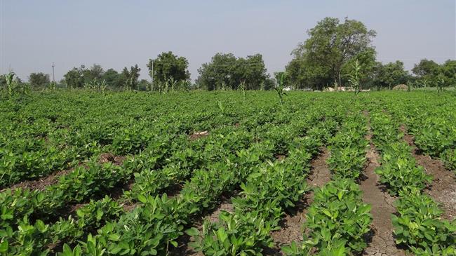 Ασθένειες και Εχθροί της Φιστικιάς