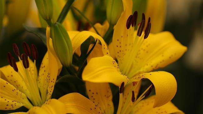 H Επιτροπή εγκρίνει ελληνικό καθεστώς ύψους 10 εκατ. ευρώ για τη στήριξη εταιρειών στον τομέα της ανθοκομίας