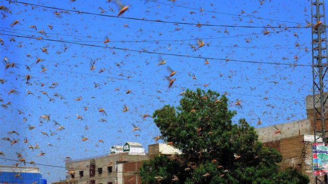 Locust control campaign covers millions of hectares, but the voracious pest is still a threat in East Africa