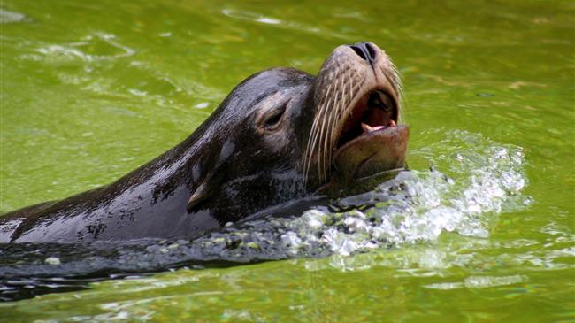 Επτά νεκρές Μεσογειακές Φώκιες στο Αιγαίο