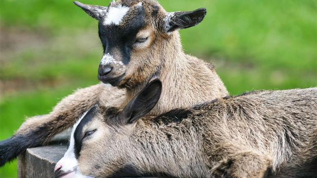 Νεαρό αγριόγιδο τραυματίστηκε θανάσιμα από πτώση στην Εγνατία