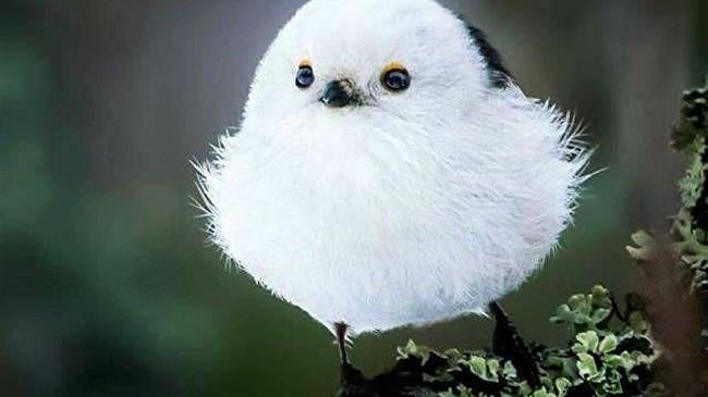 Σαν ιπτάμενη μπάλα από βαμβάκι: Το παράξενο πτηνό που ζει μόνο σε ένα νησί της Ιαπωνίας