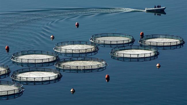 Οικονομική ενίσχυση 25 εκατ. ευρώ στους υδατοκαλλιεργητές που επλήγησαν από τις συνέπειες της πανδημίας