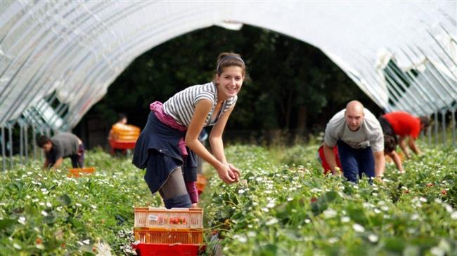  Ημαθία: Εργάτες γης για τρίμηνη απασχόληση από Αλβανία ζητούν οι αγρότες