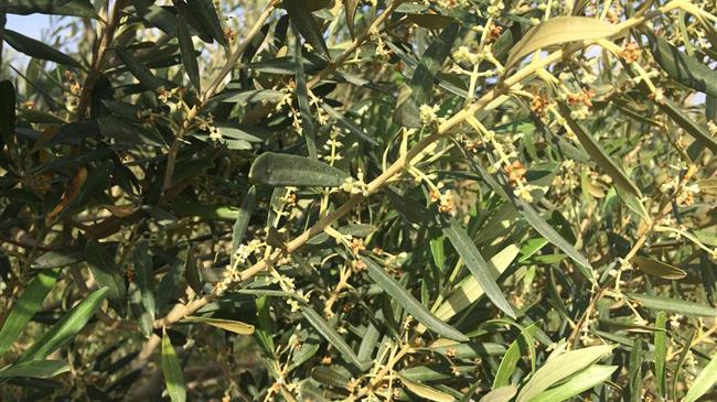 Ισχυρό πλήγμα στην ελαιοπαραγωγή μετά τις υψηλές θερμοκρασίες