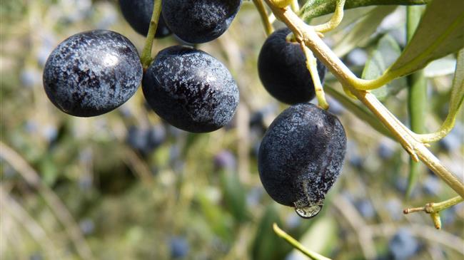 Ο ΣΥΡΙΖΑ σε πανικό γιατί οι ελαιοπαραγωγοί θα λάβουν 126 εκ. ευρώ