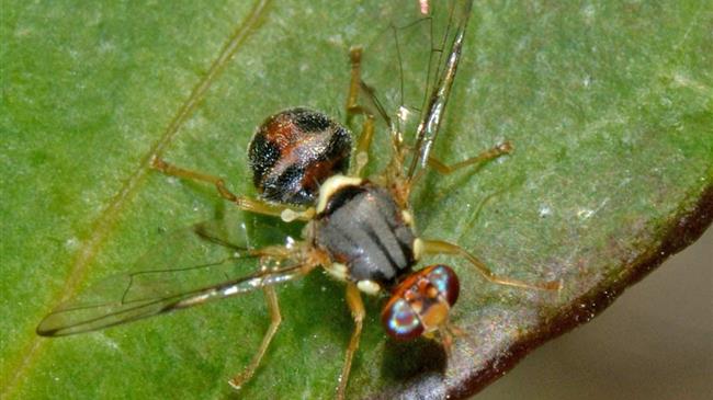 Κρήτη: Συνεργασία για την αντιμετώπιση του δάκου