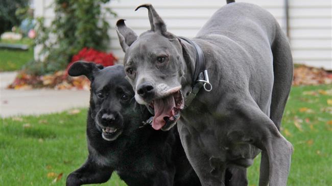 Κρούουν τον κώδωνα κινδύνου για την κτηνοτροφία και τα ζώα συντροφιάς 