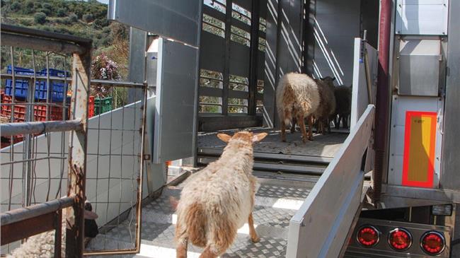 Animal transport – The revision should be based on solid science