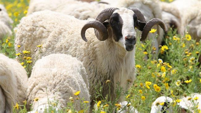 ΣΕΚ: Άμεσα μέτρα  στήριξης  της πρωτογενούς παραγωγής και κυρίως της  αιγοπροβατοτροφίας