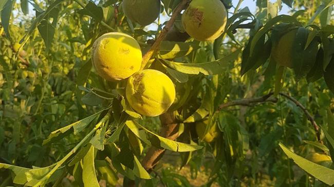 Γ.Καρασμάνης: Εξωφρενικό το "σενάριο" για συμψηφισμό του υπόλοιπου 35% των αποζημιώσεων με...μελλοντικές ασφαλιστικές εισφορές