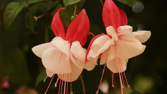 ΟΠΕΚΕΠΕ: Άμεση επιχορήγηση μέσω κρατικής ενίσχυσης στον τομέα της παραγωγής Ανθέων