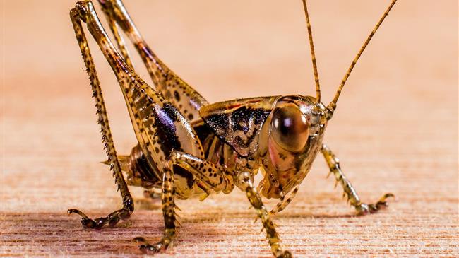 Five things you should know about an age-old pest: the Desert Locust