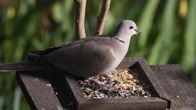 Το μακρύ ταξίδι της Αθηνάς από το Σουδάν ως το θεσσαλικό κάμπο εν μέσω κορονοϊού