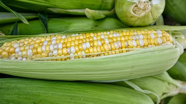 USDA : Έχουμε ήδη ολοκληρώσει τη φύτευση καλαμποκιού