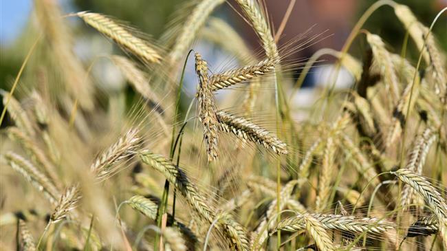Σε Ρωσική ρουλέτα εξελίσσεται η τιμή του κριθαριού