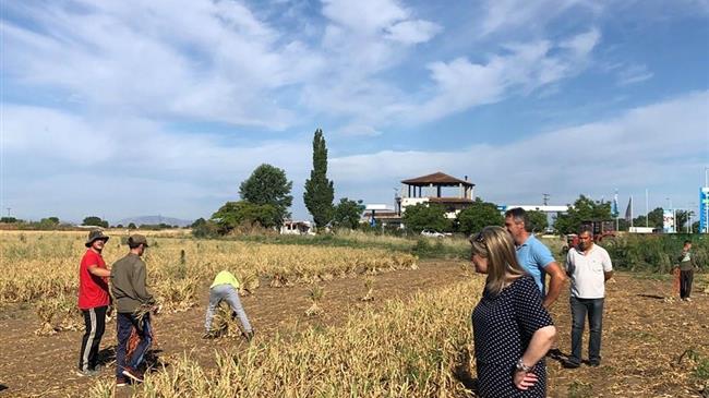 Ε. Λιακούλη για τα σκόρδα Πλατυκάμπου