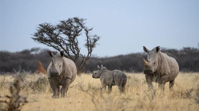 G.A.I.A - Το φωτογραφικό άλμπουμ για την προστασία της άγριας ζωής