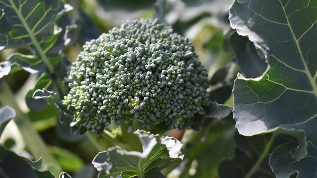 Μπρόκολα και πορτοκάλια «φεύγουν» στην καραντίνα