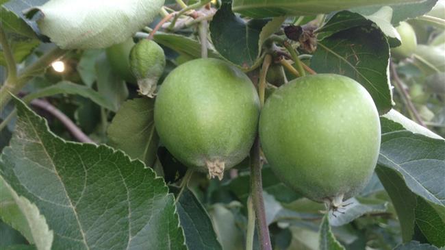Αραίωμα καρπών - Πλεονεκτήματα