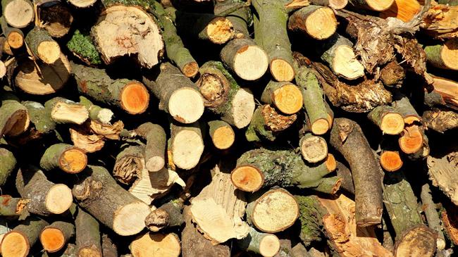 Σωστή διαχείριση υλοτομίας και τον χειμώνα ζητά ο Αμυράς