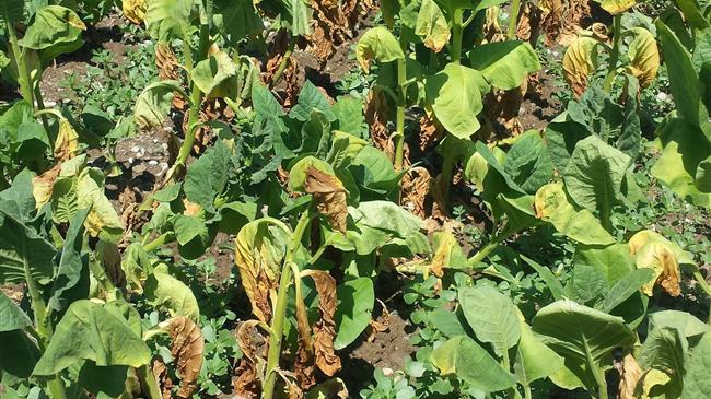 ΚΚΕ Δεσκάτης: Προβλήματα στους καπνοπαραγωγούς