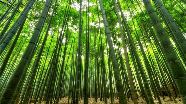 Traditional bamboo cultivation system in the Republic of Korea earns place on global agricultural heritage sites list