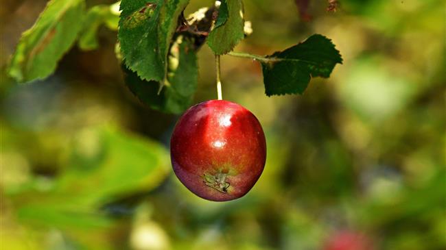 ΚΟΜΦΟΥΖΙΟ: Το ύψος ενίσχυσης για κάθε επιλέξιμη καλλιεργητική ομάδα