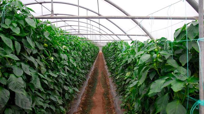 Ασθένειες στις πιπεριές θερμοκηπίου