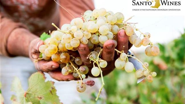 SantoWines: Κατάργηση της περικοπής της σύνταξης των μικροπαραγωγών αγροτικών προϊόντων 