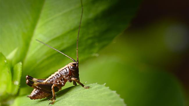 Σαρδηνία: Σε απόγνωση οι αγρότες λόγω της επιδρομής ακριδών στα χωράφια τους