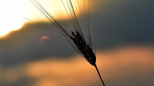 Αγροτικές επιδοτήσεις: Κίνδυνος αναστολής πληρωμών από την ΕΕ