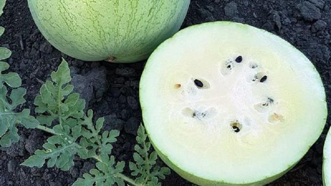 Λευκόσαρκα καρπούζια σύντομα στην αγορά