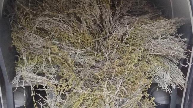 Σύλληψη αλλοδαπής για συλλογή αρωματικού φυτού