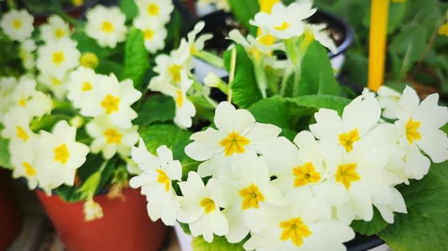 ΟΠΕΚΕΠΕ:  Χορήγηση κρατικής ενίσχυσης στους ανθοπαραγωγούς