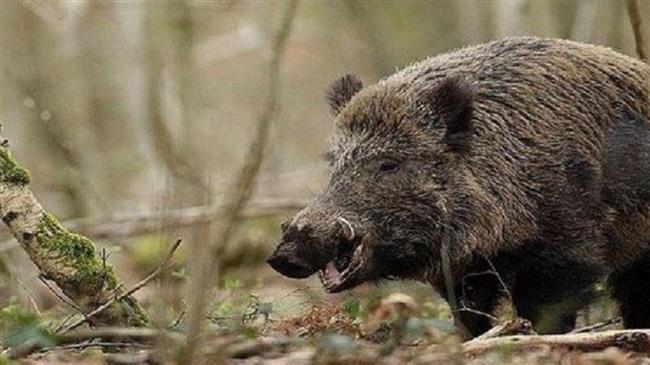 Τρίκαλα: Οι αγρότες με ραδιόφωνο διώχνουν τα αγριογούρουνα από τα χωράφια