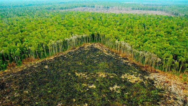 Σόγια - Μοσχάρι: Η παράνομη αποψίλωση του τροπικού δάσους του Αμαζονίου