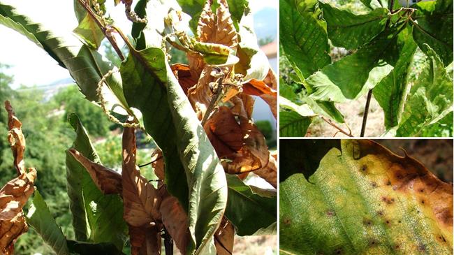 Καρπόκαψα καστανιάς