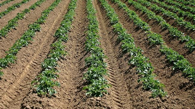 Ασθένειες στην καλλιέργεια της πατάτας