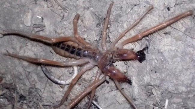 Αναφορές για αράχνη – σκορπιό σε Κορινθία και Αργολίδα