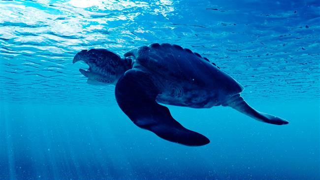 Σύλλογος Προστασίας «ΑΡΧΕΛΩΝ» - Έκκληση για μείωση φωτορύπανσης