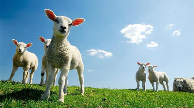 Αρνιά: Έρχονται από τη Ρουμανία και πωλούνται ως ελληνικά καταγγέλλουν κτηνοτρόφοι