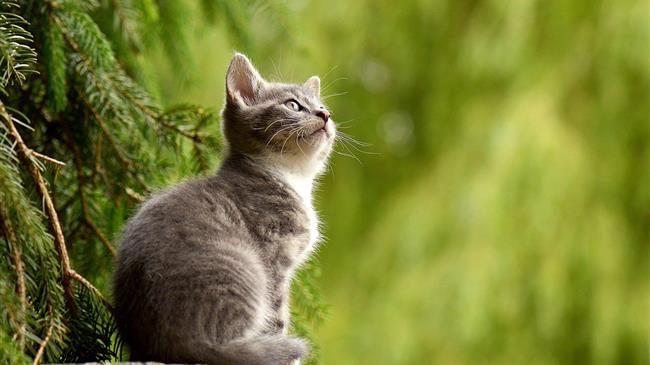 Βέλγιο: Εβδομήντα πέντε γάτες και τρεις σκύλοι βρέθηκαν σε καταψύκτες μέσα σε ένα σπίτι