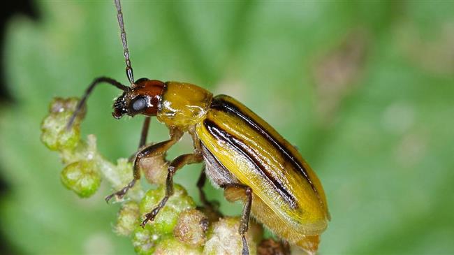 Εγκατάσταση παγίδων για το έντομο Diabrotica virgifera